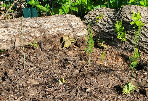 planted asparagus grimmy.jpg